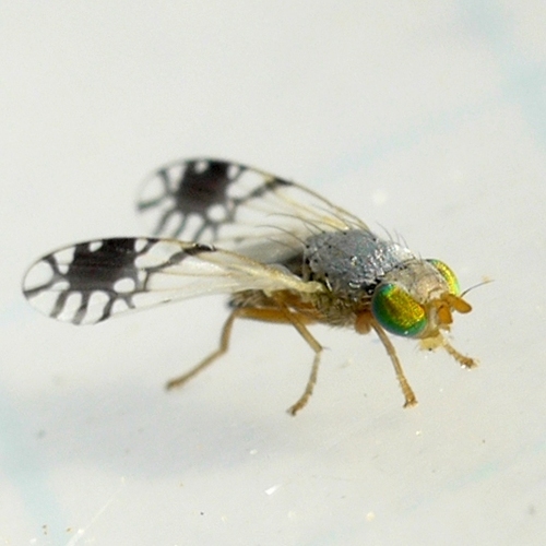 Trupanea actinobola