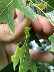 Callirhytis favosa