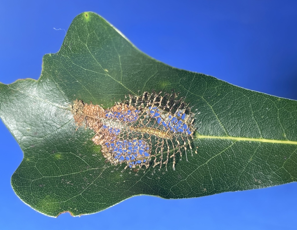 Scalloped Sack-bearer Moth
