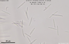 Trichopeziza mollissima