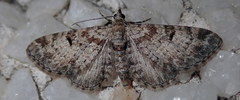 Eupithecia laquaearia