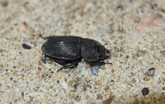 Aegus chelifer chelifer
