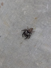 Macaroeris nidicolens