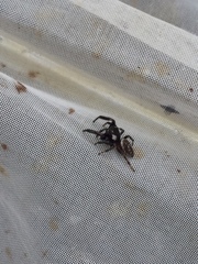 Macaroeris nidicolens