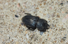 Aegus chelifer chelifer