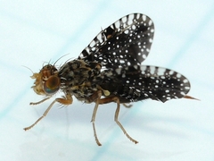 Xanthomyia platyptera