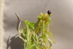 Sphagnum denticulatum