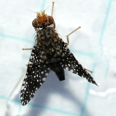 Xanthomyia platyptera