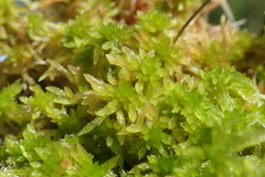 Sphagnum denticulatum