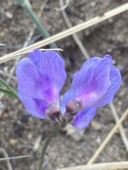 Vicia olchonensis