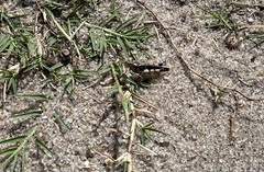 Trimerotropis maritima