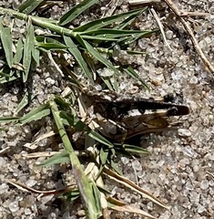 Trimerotropis maritima