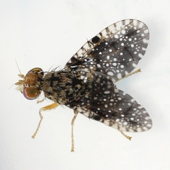 Xanthomyia platyptera
