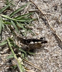 Trimerotropis maritima