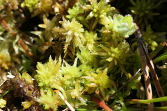 Sphagnum denticulatum
