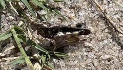 Trimerotropis maritima