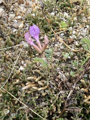Astragalus angarensis