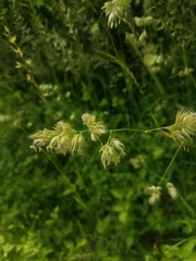 Dactylis glomerata