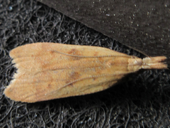 Dichomeris derasella
