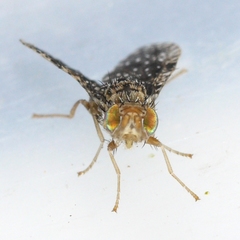 Xanthomyia platyptera