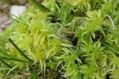 Sphagnum denticulatum