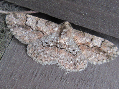 Satoblephara parvularia