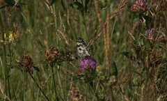 Melanargia galathea