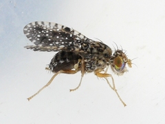 Xanthomyia platyptera