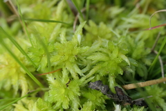 Sphagnum denticulatum