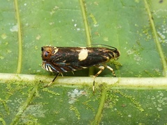 Hilarographa plectanodes