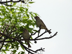 Passer hispaniolensis hispaniolensis