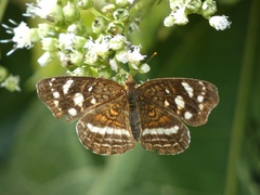 Anthanassa drusilla
