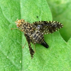 Xanthomyia platyptera
