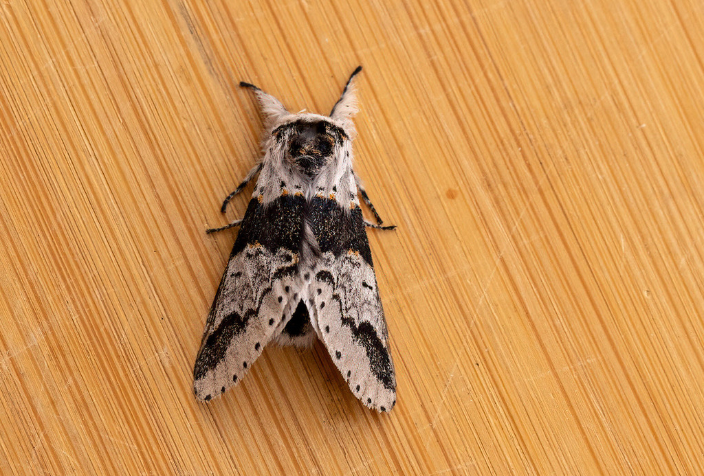 Furcula gigans