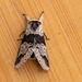 Furcula gigans - Photo (c) Thaddeus Charles Jones, some rights reserved (CC BY-NC), uploaded by Thaddeus Charles Jones