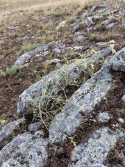 Persicaria angustifolia