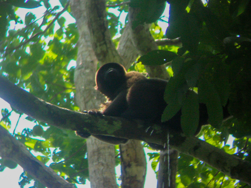 Humboldt's Woolly Monkey