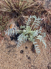 Astragalus lupulinus