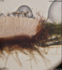 Trichopeziza mollissima