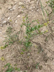 Lepidium perfoliatum