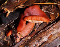 Lactarius eucalypti