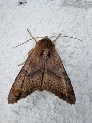 Phlogophora wollastoni