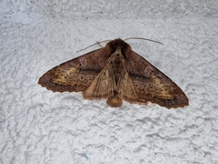 Phlogophora wollastoni