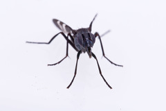 Tritoxa flexa