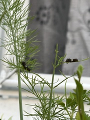 Papilio polyxenes