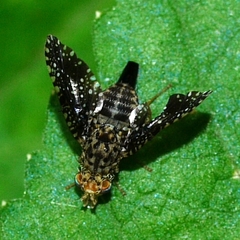 Xanthomyia platyptera