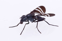 Tritoxa flexa
