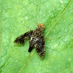 Xanthomyia platyptera