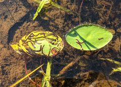 Polypedilum braseniae