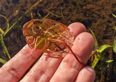 Polypedilum braseniae